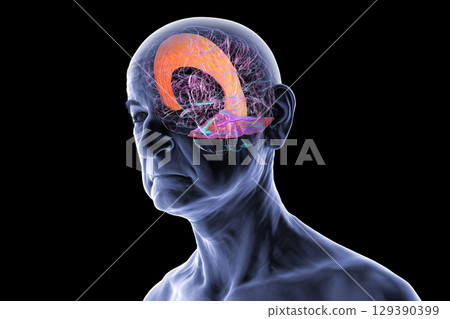 Falx cerebri and tentorium cerebelli, 3D illustration. 129390399