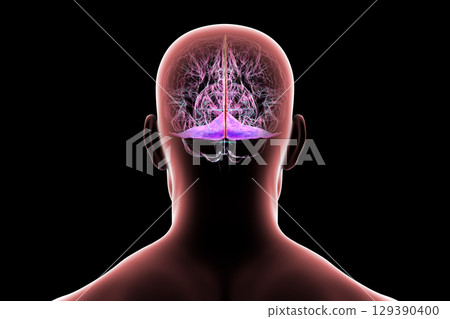 Falx cerebri and tentorium cerebelli, 3D illustration. 129390400