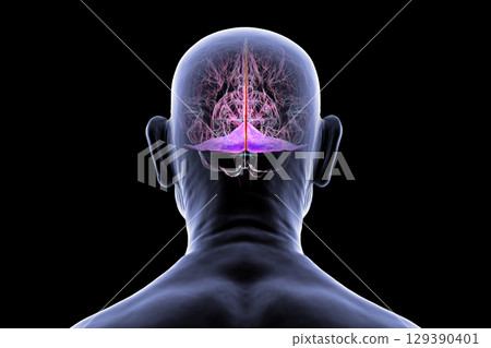 Falx cerebri and tentorium cerebelli, 3D illustration. 129390401