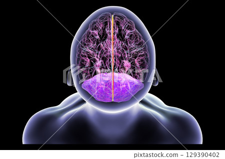 Falx cerebri and tentorium cerebelli, 3D illustration. Falx cerebri and tentorium cerebelli, 3D illustration. 129390402