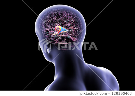 Brain fornix, 3D illustration Brain fornix, 3D illustration 129390403
