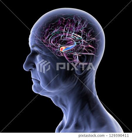 Amygdala and hippocampus in human brain, 3D illustration Amygdala and hippocampus in human brain, 3D illustration 129390411