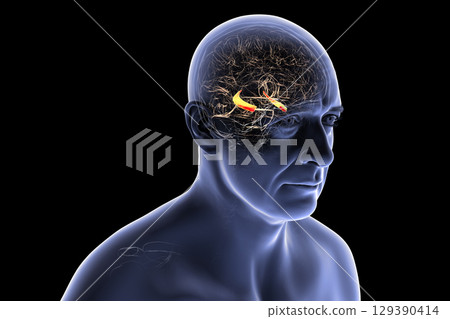 Hippocampus in human brain, 3D illustration 129390414