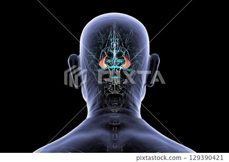 Hippocampus in human brain, 3D illustration Hippocampus in human brain, 3D illustration 129390421