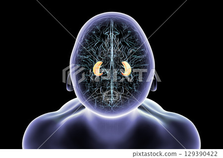Hippocampus in human brain, 3D illustration 129390422