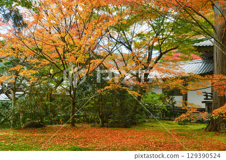 大原三千院遊星庭園的秋葉與落楓十分美麗（京都府京都市左京區） 129390524