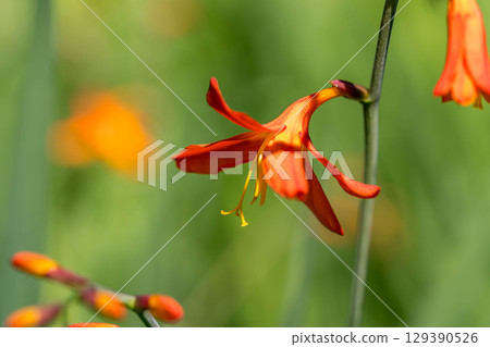 姬仙水仙花盛開時 姬仙水仙花盛開時 129390526