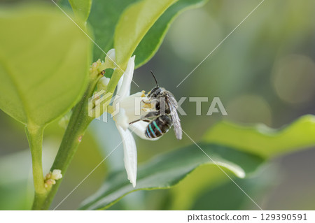 一隻藍條紋蜜蜂停在金橘花上 129390591