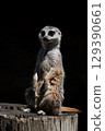 站起來Meerkat 129390661