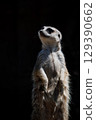 Meercat站著凝視 129390662