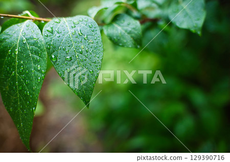 下雨天，花園裡帶著水滴的嫩葉 129390716
