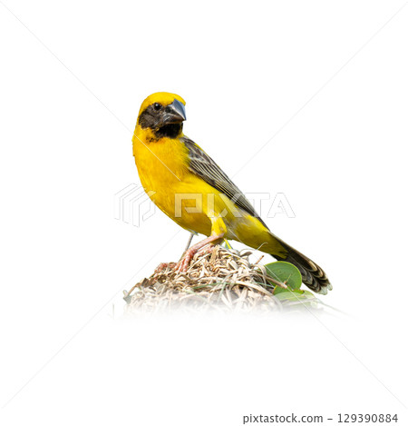 Asian Golden Weaver standing on its nest, showcasing bright yellow plumage and distinctive black facial markings against a clean white background. Asian Golden Weaver standing on its nest, showcasing bright yellow plumage and distinctive black facial markings against a clean white background. 129390884