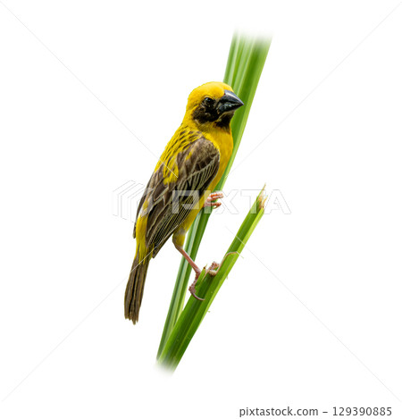 Asian Golden Weaver perched on tall green grass, showing its bright yellow plumage and distinctive black face marking against a clean white background. Asian Golden Weaver perched on tall green grass, showing its bright yellow plumage and distinctive black face marking against a clean white background. 129390885