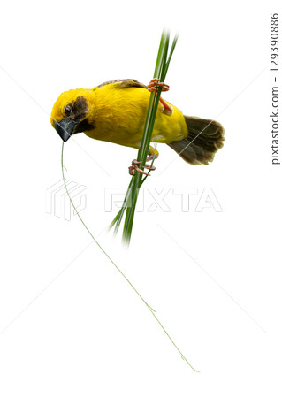 Asian Golden Weaver clinging to tall grass, holding a long grass blade in its beak while preparing nest material, captured in vivid detail against a white background. Asian Golden Weaver clinging to tall grass, holding a long grass blade in its beak while preparing nest material, captured in vivid detail against a white background. 129390886