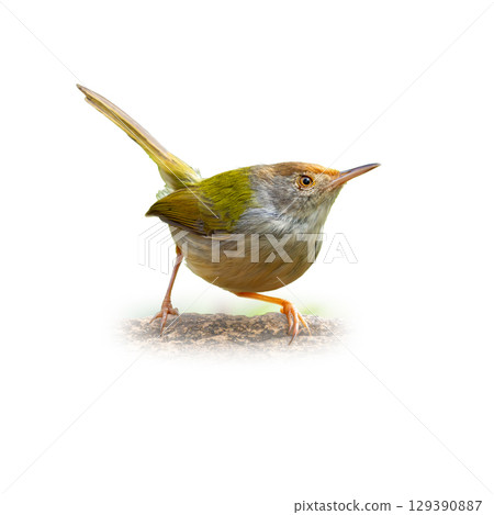 Common Tailorbird perched alertly on a branch, showing olive-green wings, brown crown, and upright tail. Common Tailorbird perched alertly on a branch, showing olive-green wings, brown crown, and upright tail. 129390887