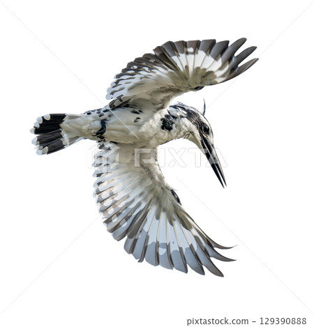 Pied Kingfisher in mid-flight with wings spread wide, showing striking black and white plumage. Pied Kingfisher in mid-flight with wings spread wide, showing striking black and white plumage. 129390888