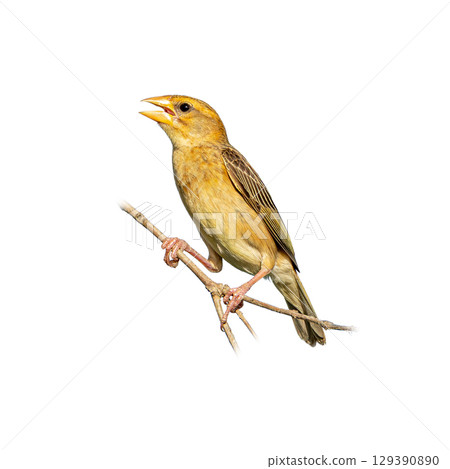 Female Baya Weaver perched on a thin branch with beak open, displaying soft brown plumage and delicate markings against a clean white background. Female Baya Weaver perched on a thin branch with beak open, displaying soft brown plumage and delicate markings against a clean white background. 129390890