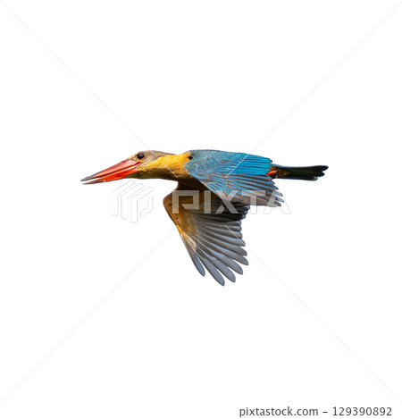Stork-billed Kingfisher in flight, showing vivid blue wings, golden body, and large red bill. Stork-billed Kingfisher in flight, showing vivid blue wings, golden body, and large red bill. 129390892