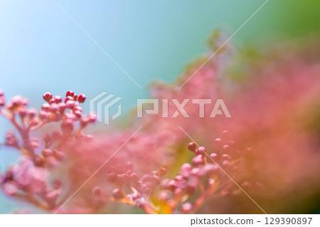 Early summer sunshine and buds of Shimotsukeso 129390897