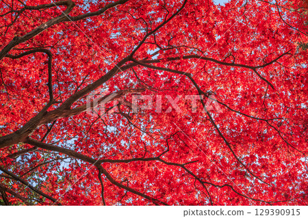 楓紅染了 楓紅染了 129390915
