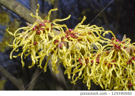 The yellow flowers of witch hazel are in bloom. The scientific name is Hamamelis japonica. 129390980