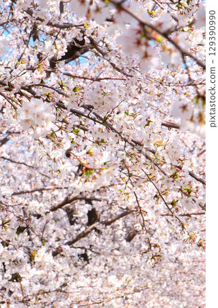 Cherry blossom trees in Gojo River 129390990