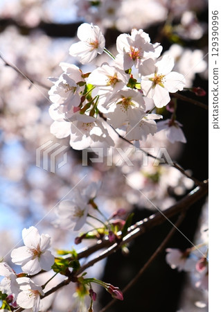 Cherry blossom trees in Gojo River Cherry blossom trees in Gojo River 129390996