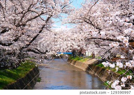 Cherry blossom trees in Gojo River Cherry blossom trees in Gojo River 129390997