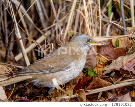 白腹草在地上行走 129391022