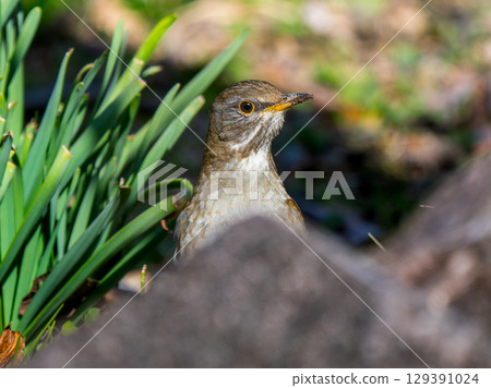 White-bellied grass walking on the ground 129391024