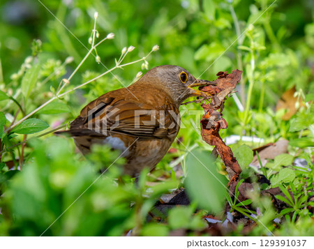 White-bellied grass walking on the ground White-bellied grass walking on the ground 129391037