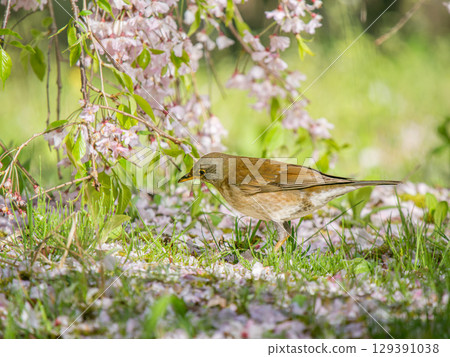 白腹草在地上行走 白腹草在地上行走 129391038