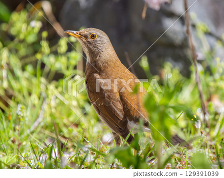 White-bellied grass walking on the ground White-bellied grass walking on the ground 129391039