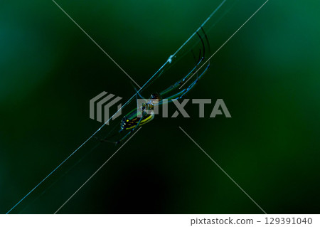 A medium-sized orb-weaver spider spinning a web near water A medium-sized orb-weaver spider spinning a web near water 129391040