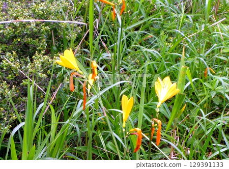 Nikko Hemerocallis Gunsei no Oguni-numa Nikko Hemerocallis Gunsei no Oguni-numa 129391133