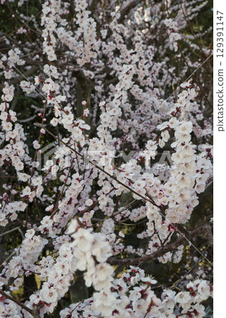 The pale pink flowers of the apricot (Prunus armeniaca) are in full bloom. 129391147