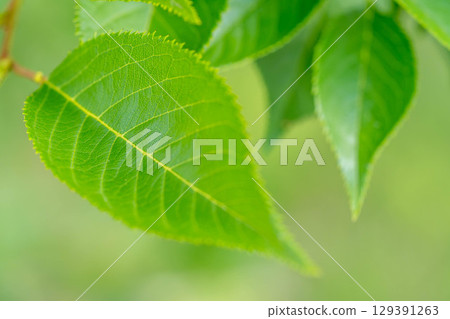 Summer morning, cherry blossom leaves. Summer morning, cherry blossom leaves. 129391263