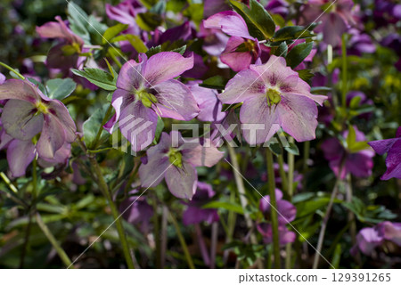 聖誕玫瑰花開著。學名是嚏根草。 129391265