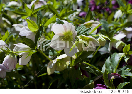 聖誕玫瑰花開著。學名是嚏根草。 129391266