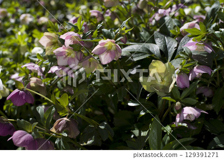 Christmas rose flowers are blooming. The scientific name is Helleborus. Christmas rose flowers are blooming. The scientific name is Helleborus. 129391271