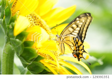 A beautiful swallowtail butterfly resting on a sunflower 129391351