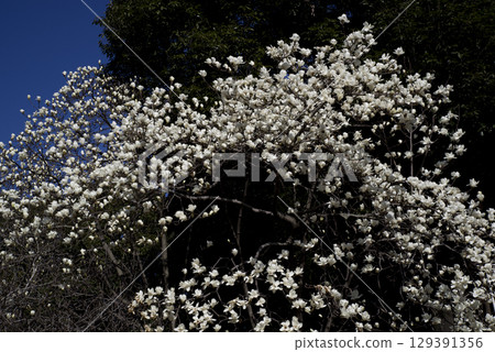 White flowers of Yulan magnolia are in bloom under the blue sky. The scientific name is Magnolia de nudata. White flowers of Yulan magnolia are in bloom under the blue sky. The scientific name is Magnolia de nudata. 129391356