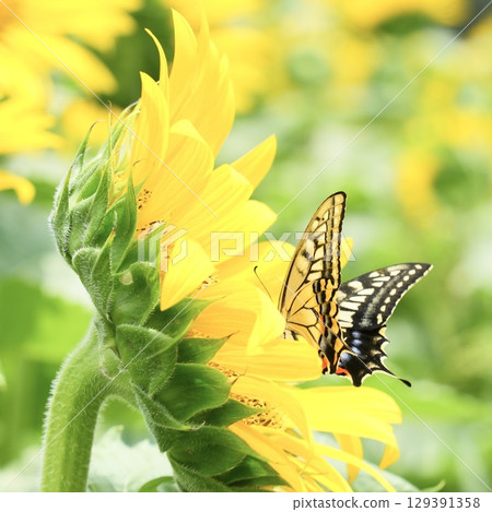 A swallowtail butterfly resting on a sunflower 129391358