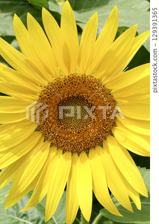 Beautiful sunflowers on a green background Beautiful sunflowers on a green background 129391365