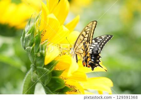 一隻燕尾蝶停在向日葵上 129391368