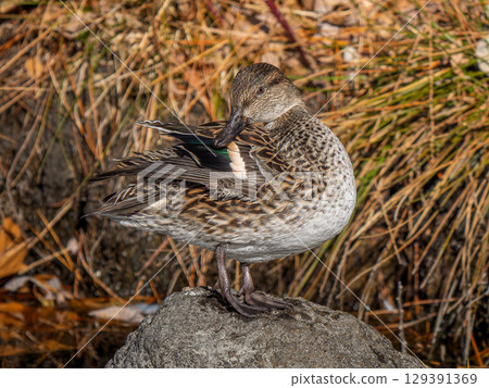 Cogamo在水邊 129391369