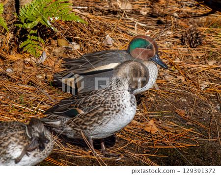 Cogamo在水邊 129391372