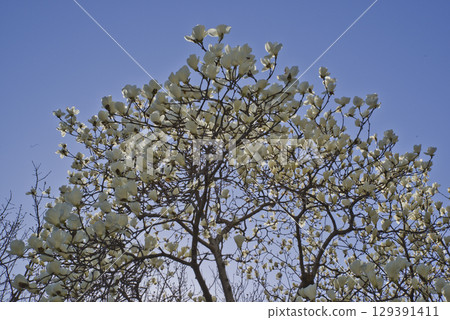 White flowers of Yulan magnolia are in bloom under the blue sky. The scientific name is Magnolia de nudata. 129391411