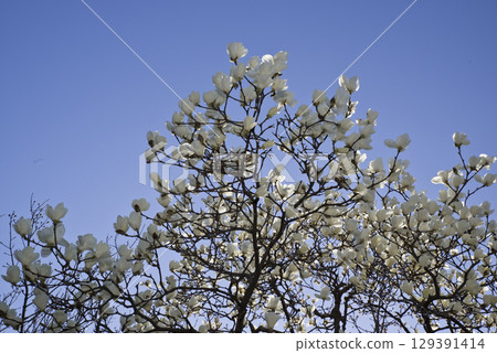 White flowers of Yulan magnolia are in bloom under the blue sky. The scientific name is Magnolia de nudata. White flowers of Yulan magnolia are in bloom under the blue sky. The scientific name is Magnolia de nudata. 129391414