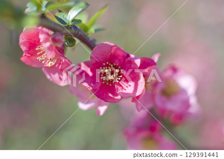 粉紅色的花朵正盛開。 129391441